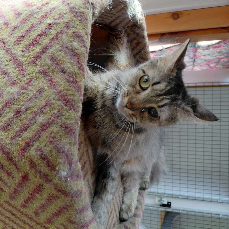 Tilly thumbnail 4