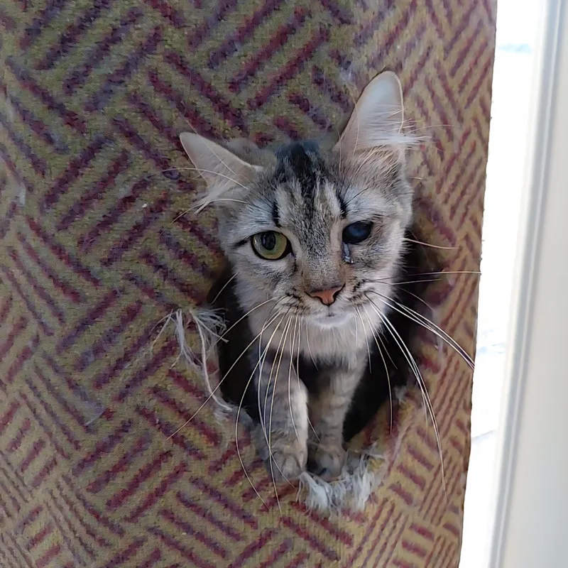 Tilly thumbnail 5