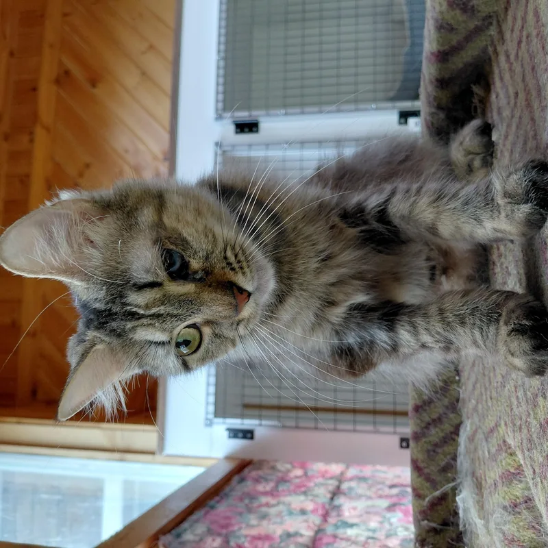 Tilly thumbnail 6
