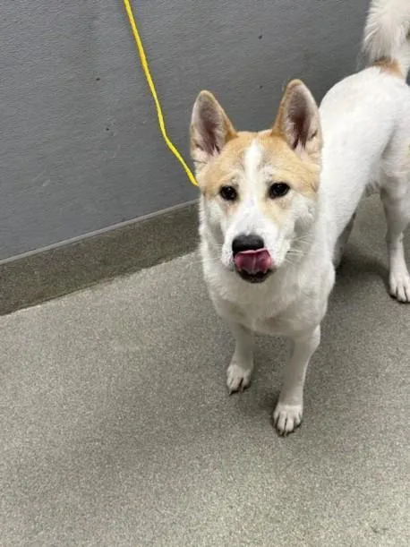 A young large-sized female Akita dog named Molly for adoption in Las Vegas, NV