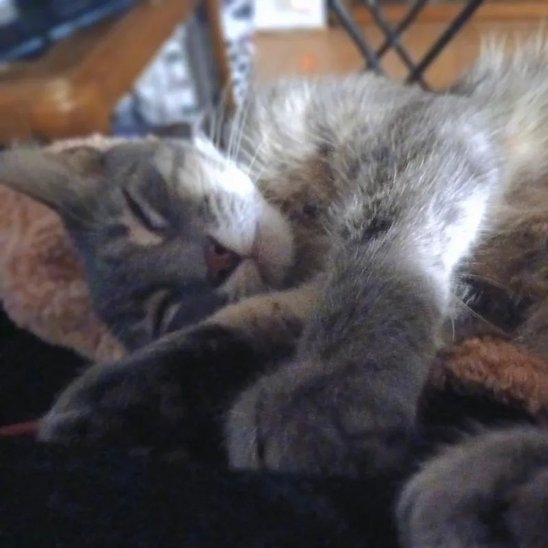 An adult large-sized female Gray / Blue / Silver Domestic Short Hair cat named Luna for adoption in Nashville, TN