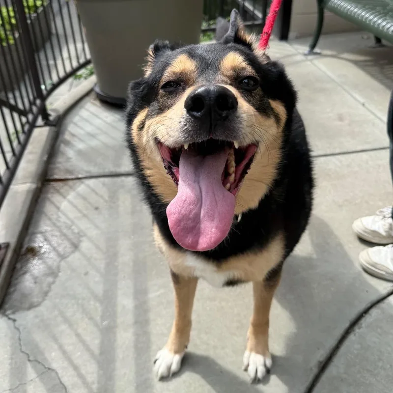 A senior large-sized male Black Shepherd dog named Porche for adoption in Chicago, IL
