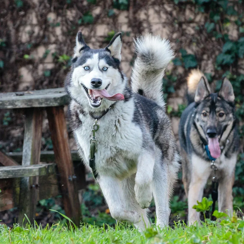 A young large-sized female Siberian Husky dog named Oceania for adoption in Oakland, CA