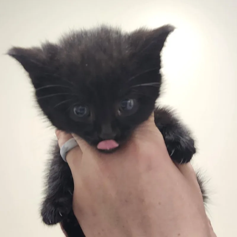 A baby small-sized female Black Domestic Short Hair cat named Mystic for adoption in Novelty, OH