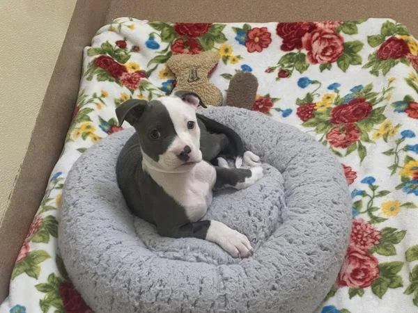 A baby small-sized male American Staffordshire Terrier dog named Gooseberry for adoption in Walnut Creek, CA