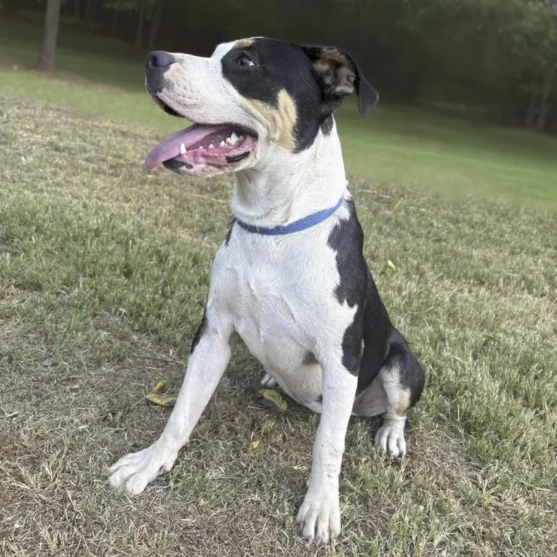 A young medium-sized female Tricolor (Brown, Black, & White) American Staffordshire Terrier dog named Smores for adoption in Caldwell, TX