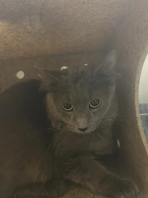An adult medium-sized male Domestic Long Hair cat named Smog for adoption in West Valley City, UT