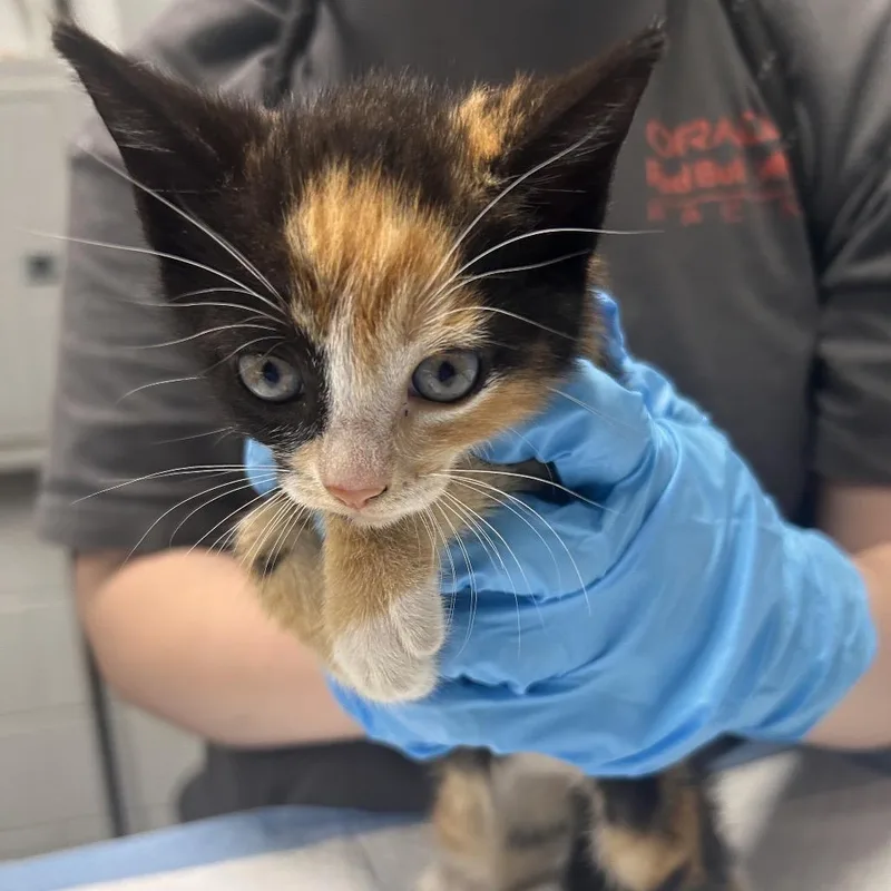 A baby small-sized female Black Domestic Short Hair cat named Kiara for adoption in Summerville, SC