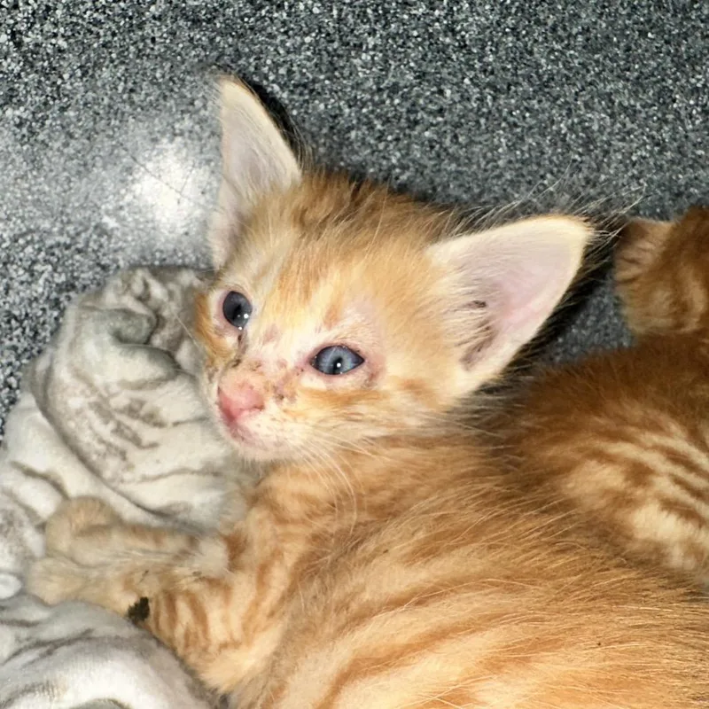 A baby small-sized female Orange / Red Domestic Short Hair cat named Chum Bucket for adoption in Abilene, TX