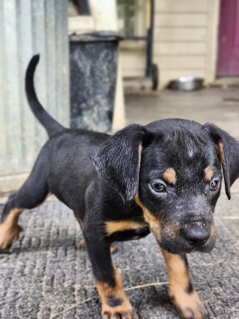 A baby medium-sized male Black and Tan Coonhound dog named Waffles for adoption in Cosby, TN