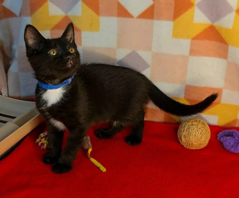 A baby medium-sized male Domestic Short Hair cat named Batman for adoption in Miami, OK