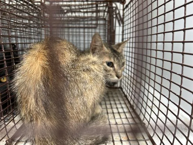 A young medium-sized female Domestic Medium Hair cat named A for adoption in Houston, TX