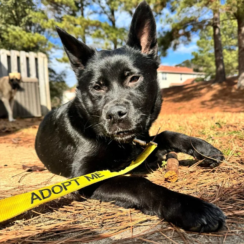 An adult medium-sized male German Shepherd Dog dog named Razz for adoption in Raleigh, NC