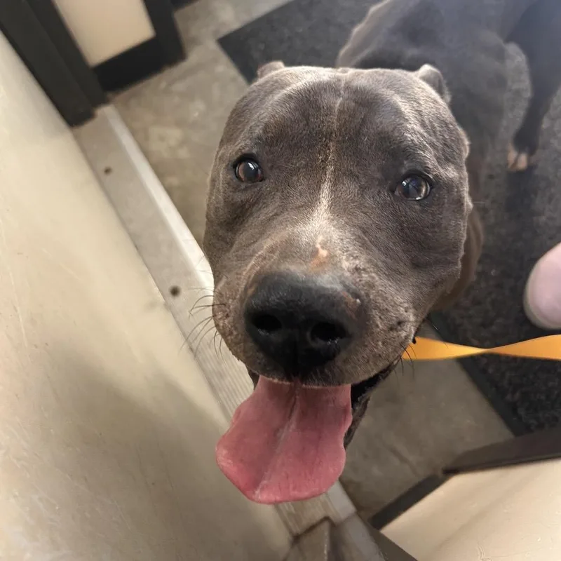 An adult large-sized male Gray / Blue / Silver Pit Bull Terrier dog named Hamburglar for adoption in Mount Gilead, NC