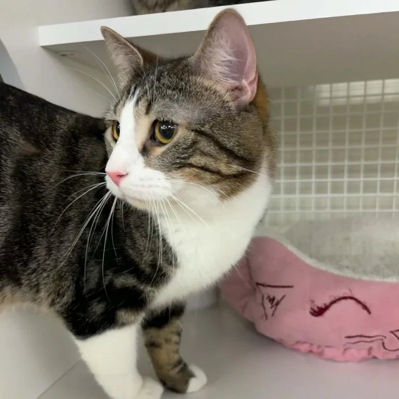 An adult small-sized male Brown / Chocolate Domestic Short Hair cat named Peanut Butter Toast for adoption in St. Paul, MN