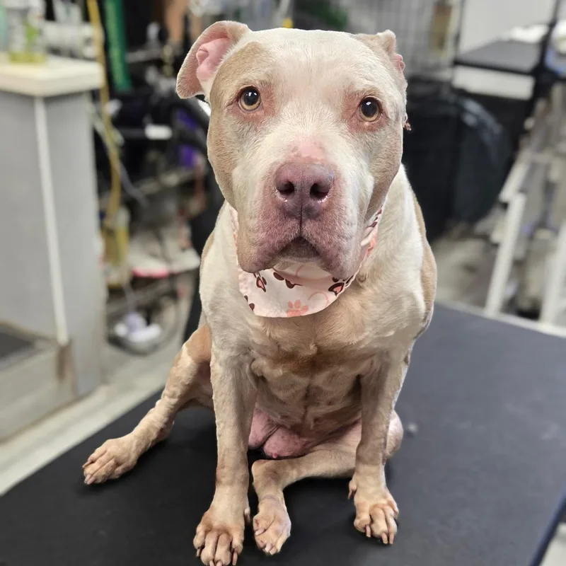 A senior large-sized female Pit Bull Terrier dog named Jasmine for adoption in Copiague, NY