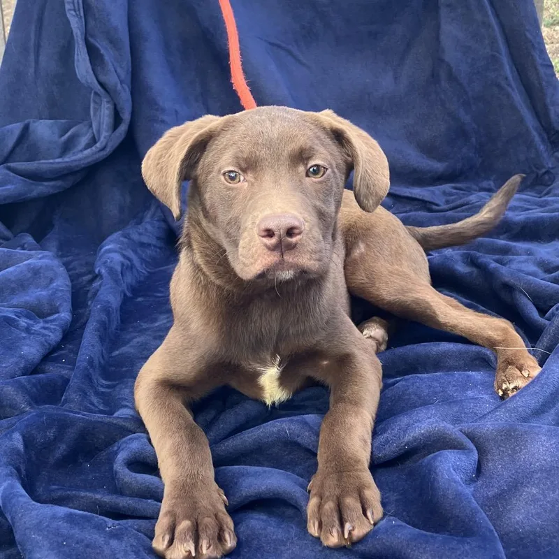 A baby small-sized male Brown / Chocolate Mixed Breed dog named Hershey for adoption in Pulaski, TN