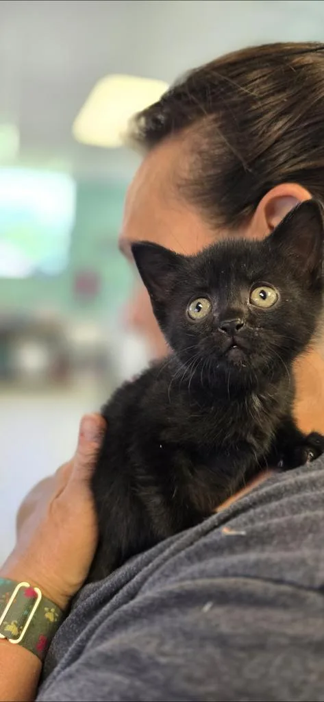 A baby medium-sized female Domestic Short Hair cat named Coco for adoption in Athens, OH
