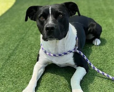 An adult medium-sized female Pit Bull Terrier dog named Zarrah for adoption in Palo Alto, CA