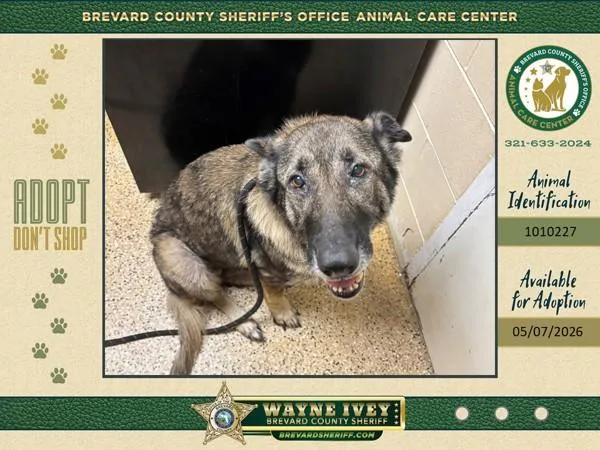 A senior large-sized female Mixed Breed dog named Shotsy for adoption in Melbourne, FL
