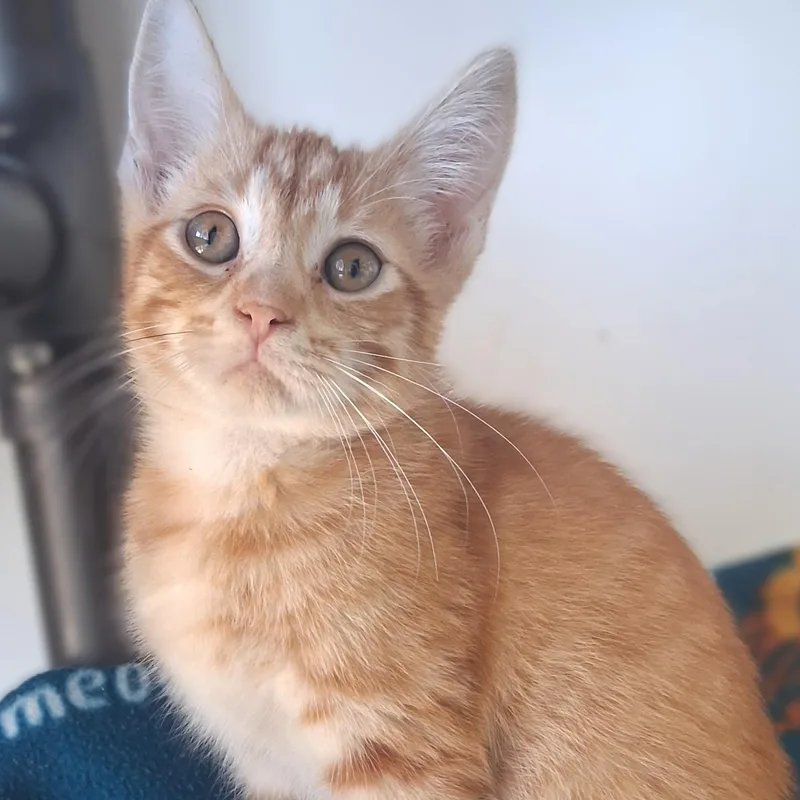 A young small-sized female Tabby (Orange / Red) Domestic Short Hair cat named Dolly for adoption in Belmont, NY