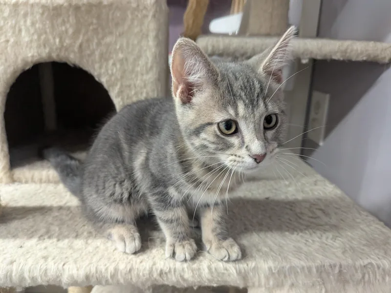 A young medium-sized female Domestic Short Hair cat named Alani for adoption in Plain City, OH