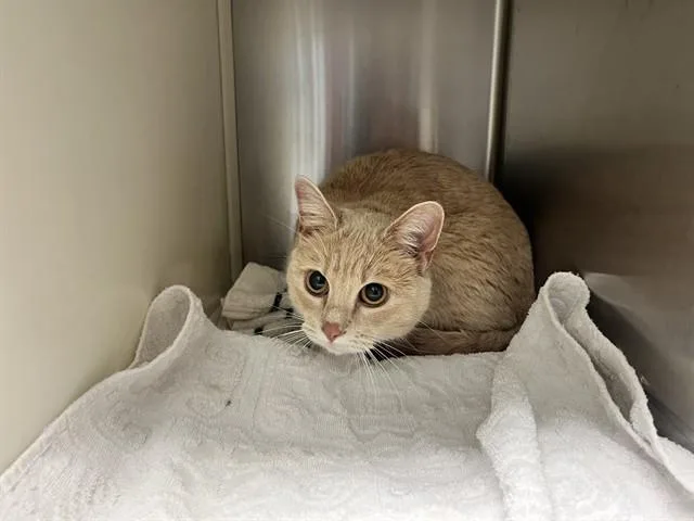 Nala