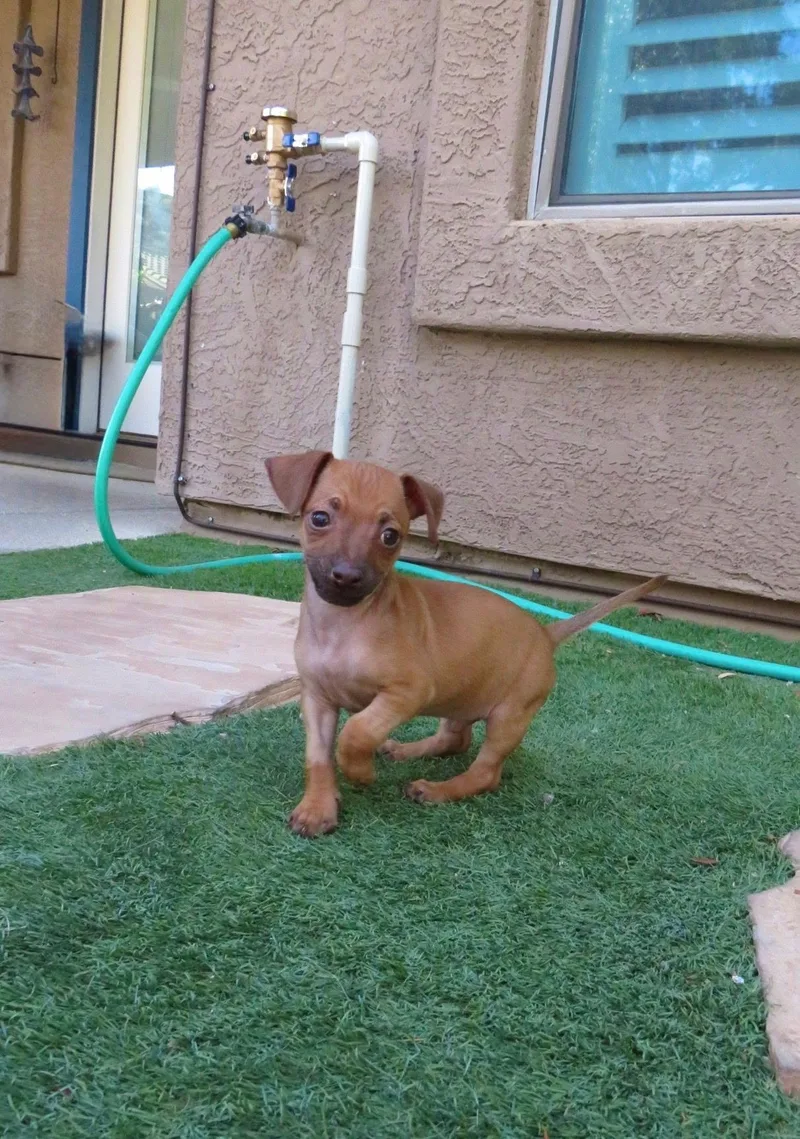 A young small-sized male Brown / Chocolate Dachshund dog named Papi for adoption in Peoria, AZ