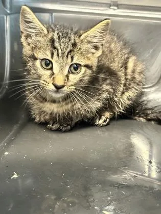 A baby small-sized male Domestic Short Hair cat named Santa Fe for adoption in West Chester, PA