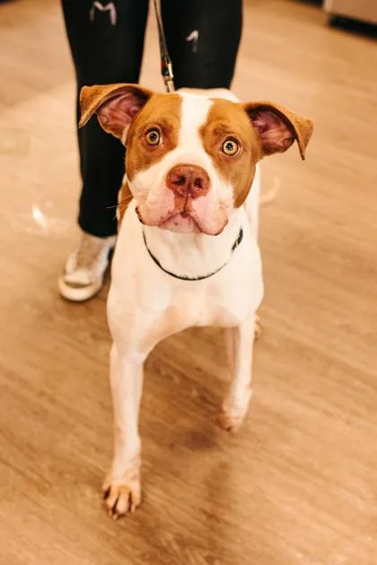 Henrietta thumbnail 2