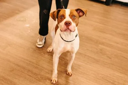 Henrietta thumbnail 3