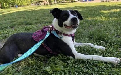 An adult large-sized female Mixed Breed dog named Nala for adoption in Cincinnati, OH