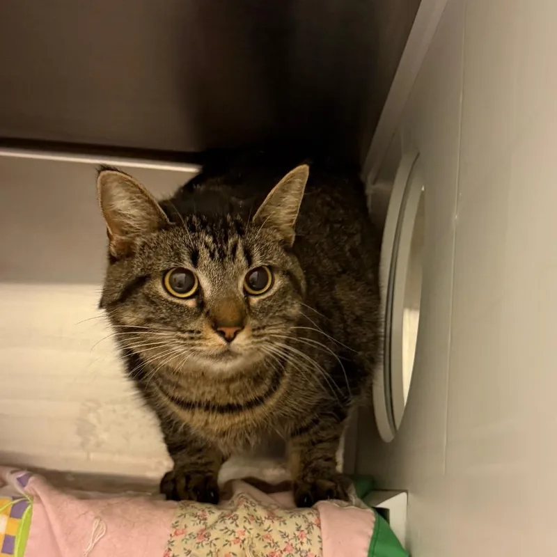 An adult medium-sized female Brown / Chocolate Domestic Short Hair cat named Willow for adoption in Council Bluffs, IA