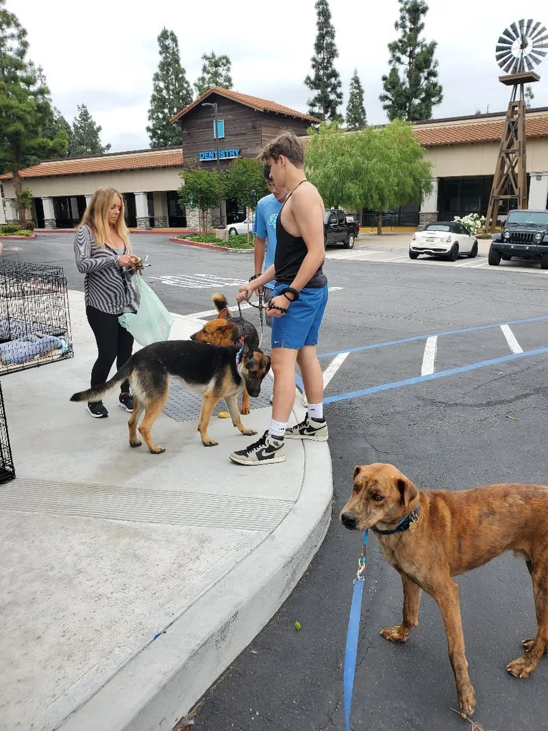 Charlie Brown thumbnail 4