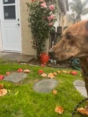 Charlie Brown thumbnail 5