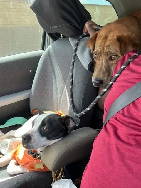 Charlie Brown thumbnail 6