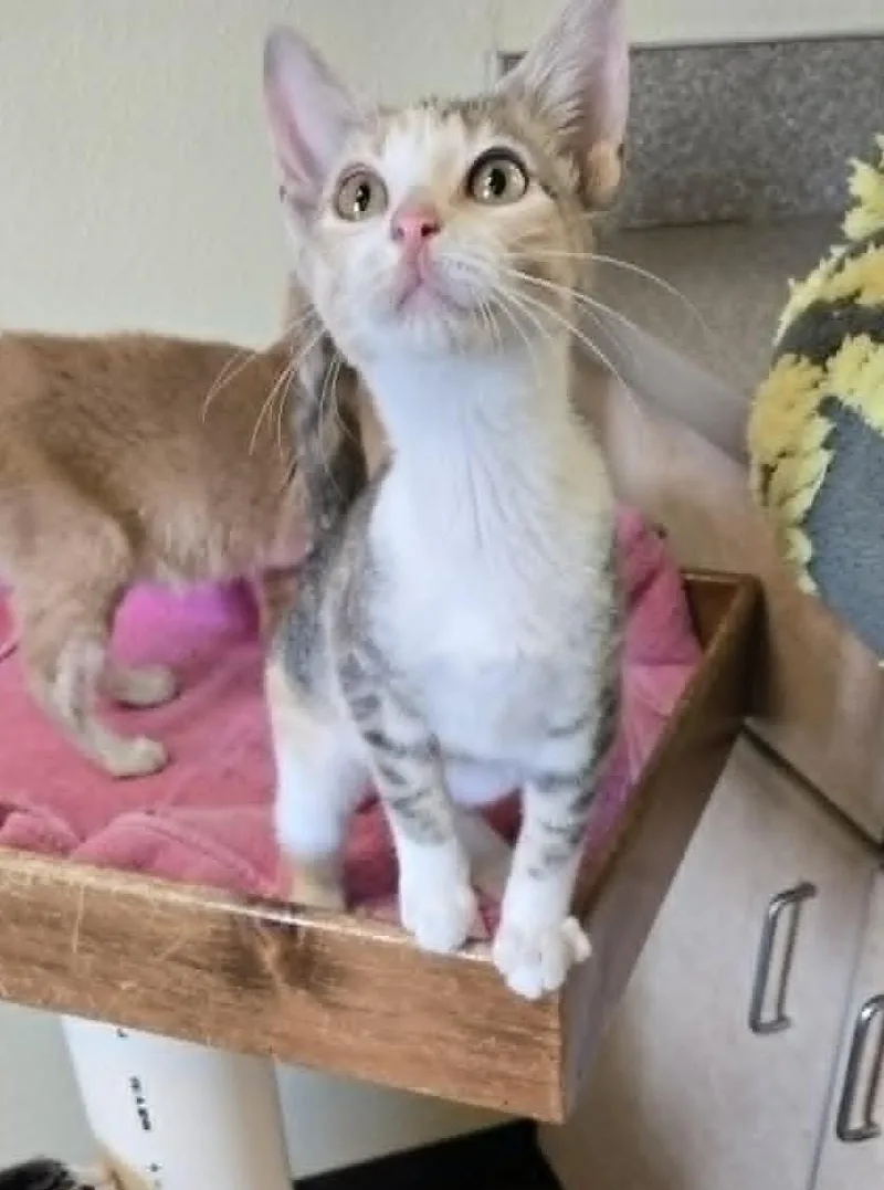 A young medium-sized female Dilute Calico Domestic Short Hair cat named Stella for adoption in Larned, KS