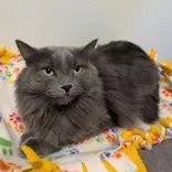 An adult medium-sized female Gray / Blue / Silver Domestic Medium Hair cat named Georgia for adoption in Rochester, MN
