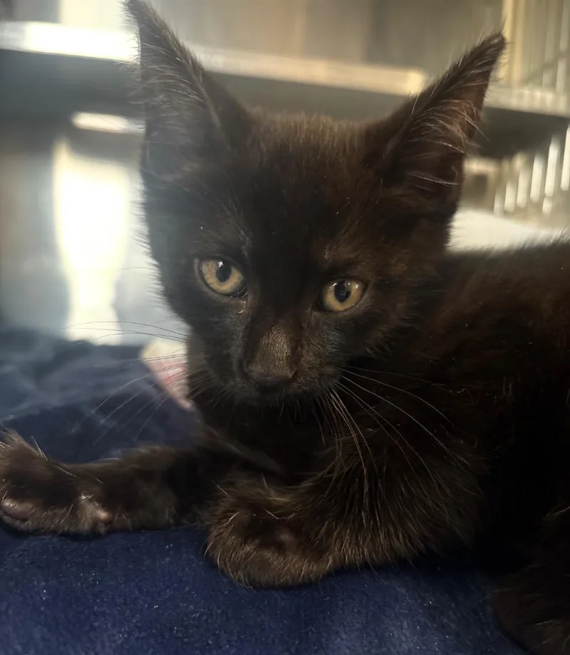 A baby medium-sized female Domestic Short Hair cat named Kashi for adoption in Pomona, NY
