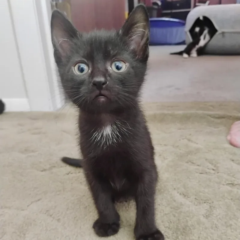 A baby small-sized male Brown / Chocolate Domestic Short Hair cat named Simon for adoption in Oakton, VA
