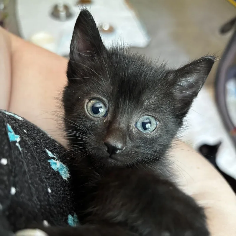 Simon thumbnail 4