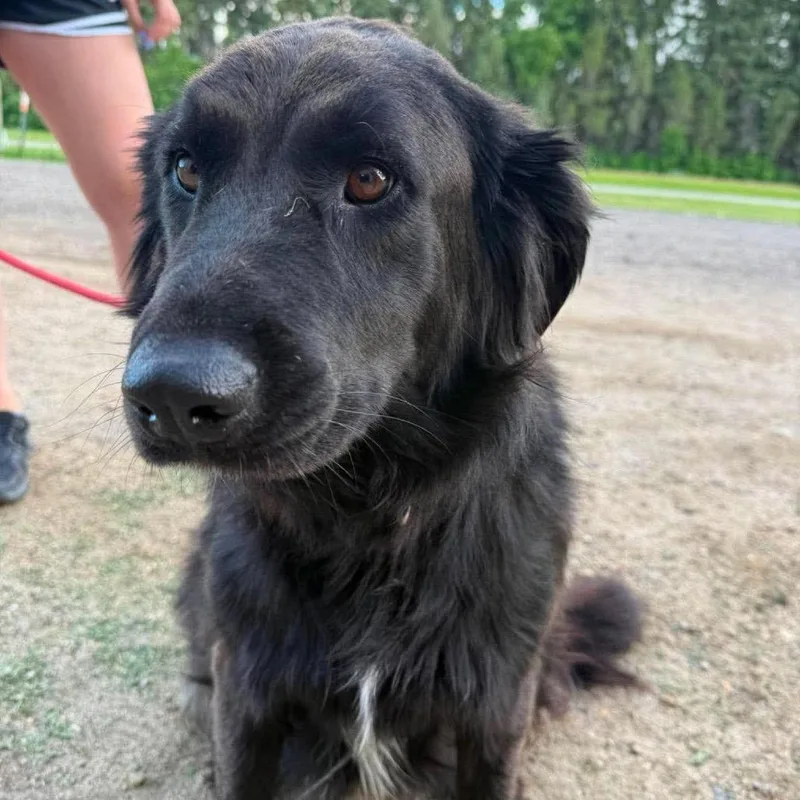 An adult large-sized female Black Retriever dog named Estelle for adoption in Buffalo, MN
