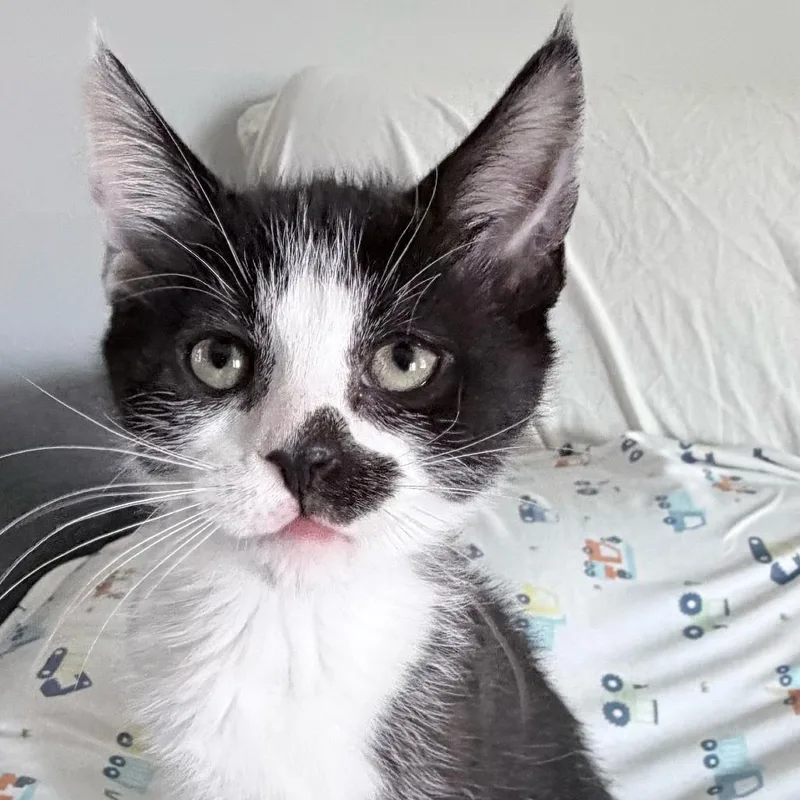 Opportunity thumbnail 2