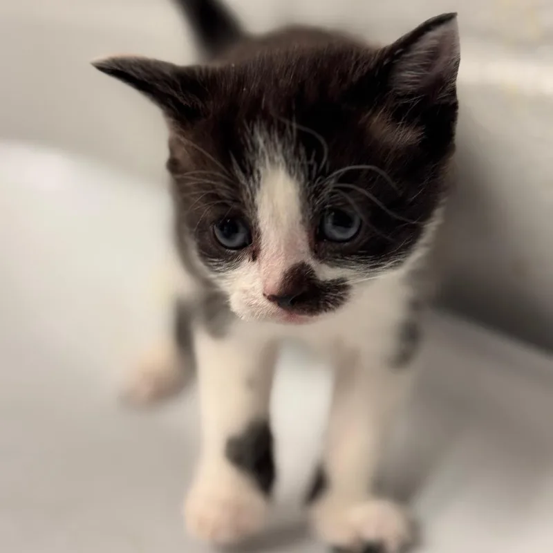 Opportunity thumbnail 3