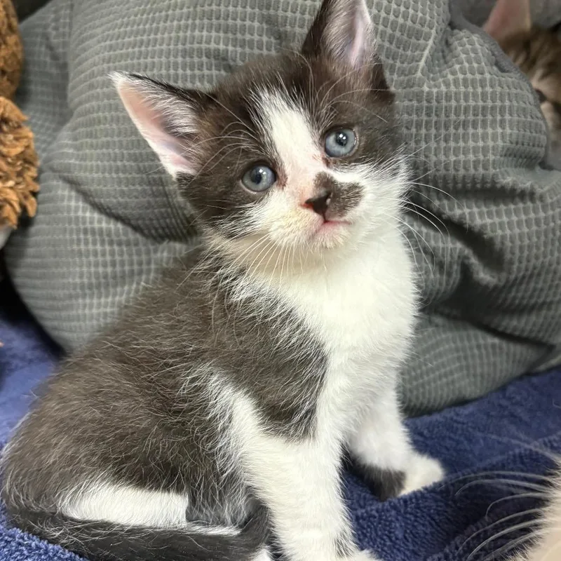 Opportunity thumbnail 4