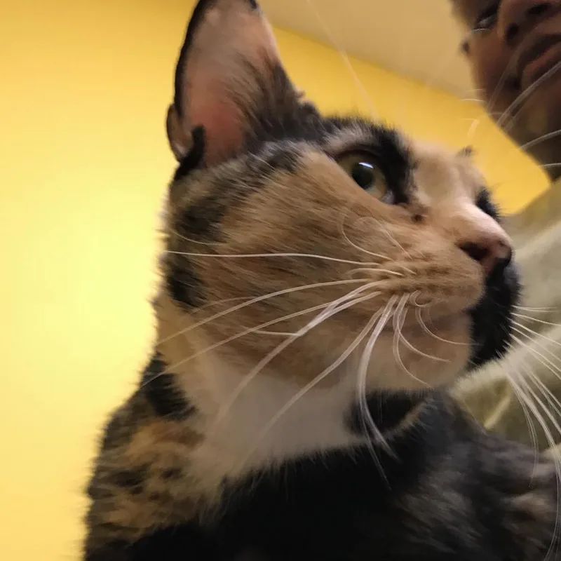 A young large-sized female Domestic Short Hair cat named Patches for adoption in Philadelphia, PA
