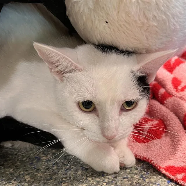A young medium-sized female Domestic Short Hair cat named Winnie for adoption in Methuen, MA