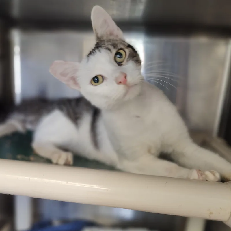 An adult medium-sized male Tabby (Buff / Tan / Fawn) Domestic Short Hair cat named Sam for adoption in Jersey city, NJ