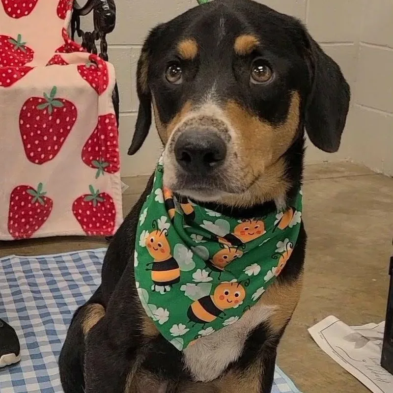 An adult medium-sized male Mixed Breed dog named Gnocchi for adoption in Woolwich, ME