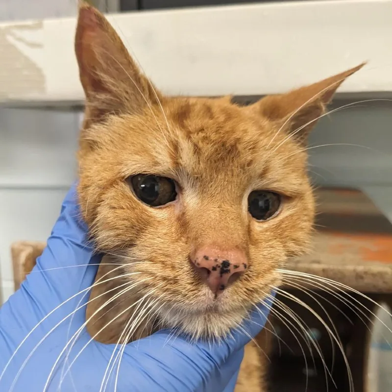 An adult medium-sized male Orange / Red Domestic Short Hair cat named Fireball for adoption in Philadelphia, PA